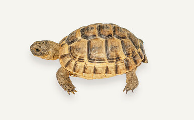 Obraz premium Greek turtle on a white background. Side view of the spotted shell, head, paws of a turtle.