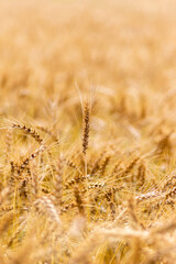 Fototapeta premium 黄金色の麦畑