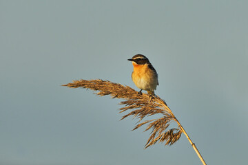 Whinchat (Saxicola rubetra) male sitting on top of a reed in early morning light.	
