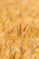 Fototapeta premium 黄金色の麦畑