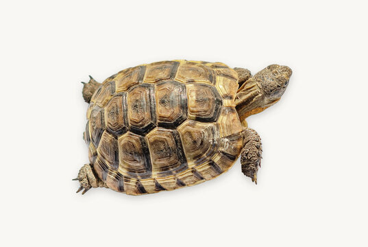 Greek turtle on a white background. Top view of the spotted shell, head, paws of a turtle.