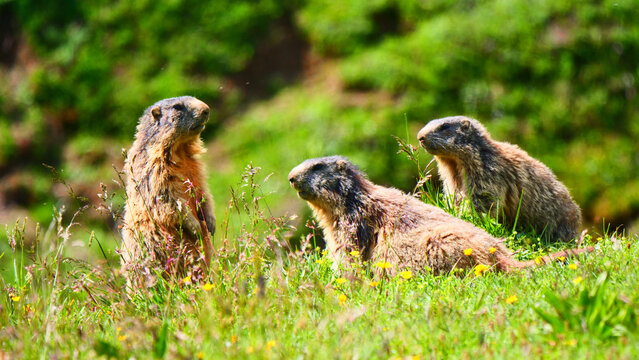 Bludenz, &Ouml;sterreich: Eine Gruppe Murmeltiere