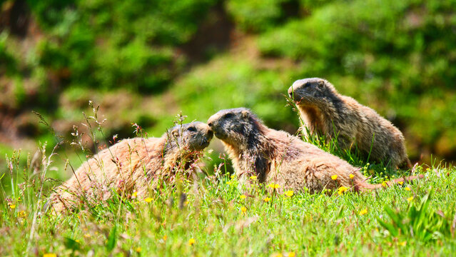 Bludenz, &Ouml;sterreich: Zwei Murmeltiere zeigen sich ihre Zuneigung