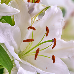 Closeup of a white lily growing at a nursery in summer. Lilium blooming In a backyard garden in spring. Pretty flowering plants budding in a natural environment. Flora blooming in a nature reserve