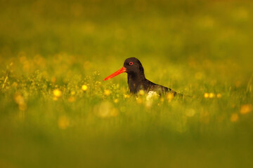 Eurasian oystercatcher (Haematopus ostralegus) in the flower field in early morning.