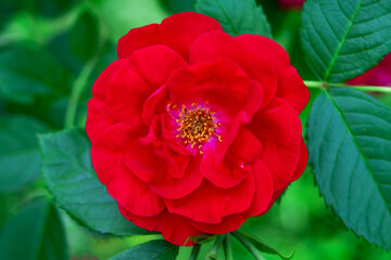 Weaving rose (Rambler) is a beautiful red and delicate flower with a yellow center and bright leaves. varieties Flammentanz, Red Parfum.