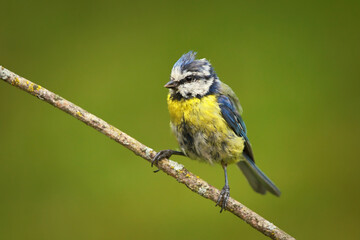 Fototapeta premium Eurasian blue tit (Cyanistes caeruleus) with messy feathers.