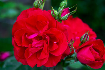 Weaving rose (Rambler) - an inflorescence of beautiful red and delicate flowers with bright leaves and buds. varieties Flammentanz, Red Parfum. - obrazy, fototapety, plakaty