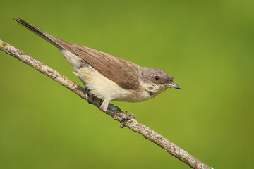 Lesser whitethroat (Curruca curruca) on a stick.