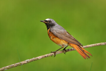 Common redstart (Phoenicurus phoenicurus) male on a branch.