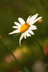 Obraz premium A close-up portrait of a Single white daisy in soft focus with a bumble bee sitting on the petals. Bee extracting Sweet pollen Nectar from the White Daisy Flower. Spring single daisy flower and bee