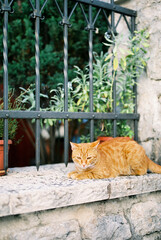 Fototapeta na wymiar Red cat lies on a stone fence near a forged lattice