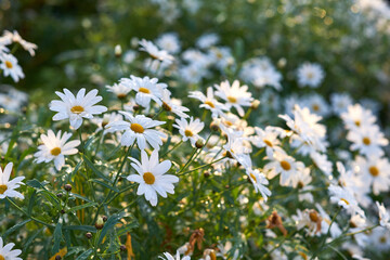 Landscape of daisy flowers growing in backyard garden in summer. Marguerite perennial flowering plants on grassy field in spring. Beautiful white flowers blooming in a nature reserve. Flora on farm
