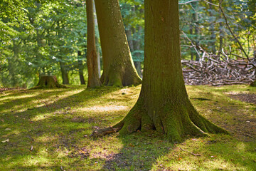 Scenic view of moss covered oak trees in a remote forest and woods in Sweden. Deforestation of tree trunks in an empty field during summer. Collecting wood for furniture and source of heat and energy