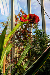 Beautiful blooming giant spear lily (Doryanthes palmeri) in greenhouse
