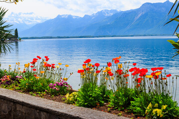 Beautiful view with colourful poppies on the Alps Mountains and Lake Geneva in Montreux, Switzerland