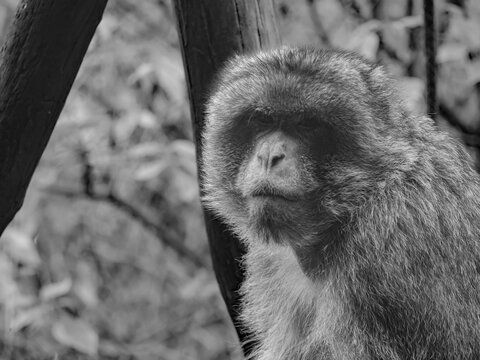 Bertuccia in the foreground. Male Barbary ape. Bertuccia in black and white.