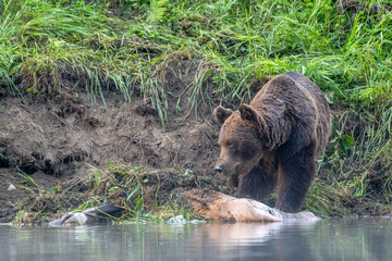 Fototapeta na wymiar A Brown Bear (Ursus arctos) eating a hunted Red Deer (Cervus elaphus). Bieszczady, Carpathians, Poland.