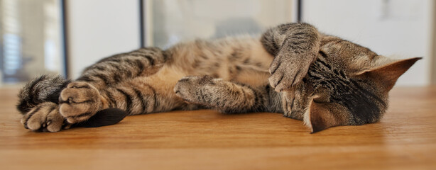 Fototapeta Adorable pet tabby cat feeling playful, rubbing its eyes, purring while lying on wooden floor inside at home. Cute little lazy domestic feline animal sleeping. Lazy tiger kitten resting and relaxing obraz