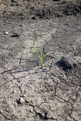 Love of life. A lonely plant grows in arid land.