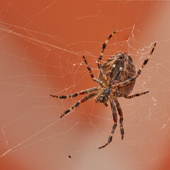 Below closeup of a walnut orb weaver in a web, isolated against a white orange background. Striped brown and black spider. The nuctenea umbratica is a beneficial arachnid from the araneidae family