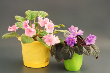  Blue and pink violets on a gray background. Blooming home flowers. Saintpaulia side view.   African violets in a pots. 