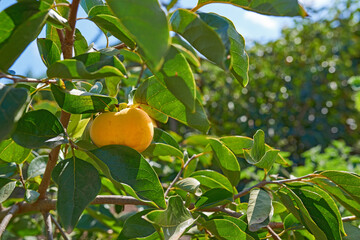 A golden or yellow peach growing on a fruit tree or crop plant branch outdoors on a summer or spring day. Ripe harvest or organic food hanging on a lush green bush of a farm, plantation, or garden