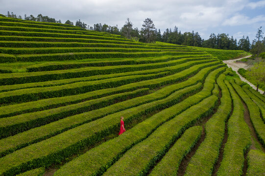 Aerial View of woman in tea plantation, Gorreana Tea Factory, Sao Bras, Maia, Azores, Portugal.