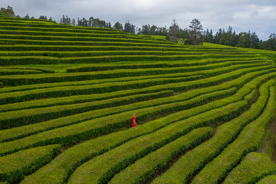 Aerial View of woman in tea plantation, Gorreana Tea Factory, Sao Bras, Maia, Azores, Portugal.