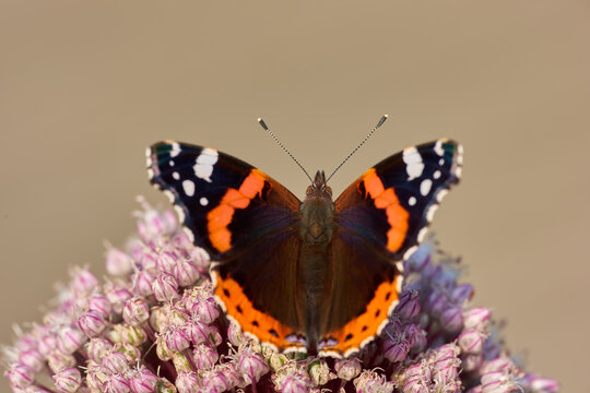 A beautiful garden butterfly sitting on the madar flower. Close up of a Red admirable with its wings wide open. Macro close-up of colorful creature in a park. Colorful Butterfly pollinating on madar.