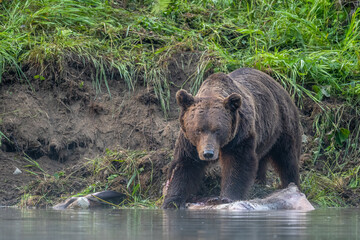 Obraz premium A Brown Bear (Ursus arctos) eating a hunted Red Deer (Cervus elaphus). Bieszczady, Carpathians, Poland.