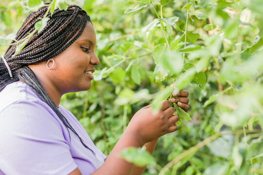 Cuban Latin Black Woman Gardening In Urban Garden. Sustainability Horticulture With Organic Food