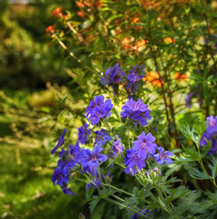 Blue hardy geranium flowers in a park. Bush of indigo geraniums blooming in a botanical garden or backyard in spring outside. Delicate perennial wild blossoms growing on blurred nature background
