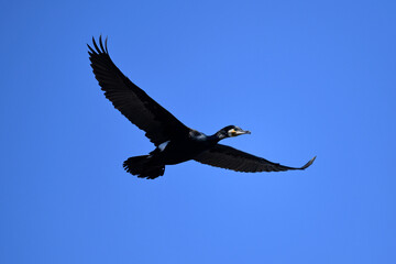 Fototapeta premium Great Cormorant // Kormoran (Phalacrocorax carbo) 