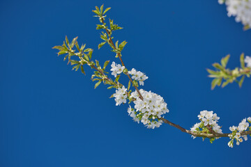 White mirabelle or Prunus Domestica flowers blossoming on a plum tree in a garden from below. Closeup of fresh and delicate fruit plants growing in spring against a blue sky background with copyspace