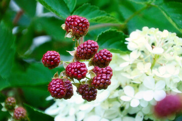 Brombeeren