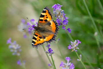 Small tortoiseshell butterfly (Aglais urticae) perched on lavender plant in Zurich, Switzerland