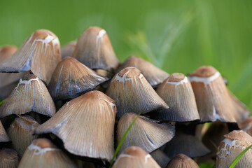 A closeup view of a heap of mushrooms. Macro view of mushrooms with green grass. The group of wild fungi in a forest on green blur background. Small brown fungus in green moss. Coprinus micaceus.