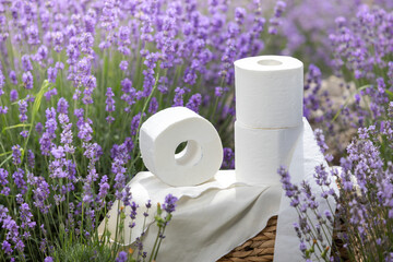 Harvesting season. Lavender bouquets and basket.