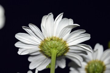 White daisies blooming at night.