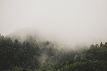 Mgła © Katarzyna