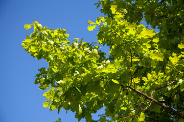 Oak leaves against a blue summer sky