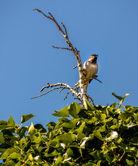 Obraz premium bird on a branch