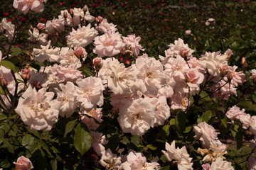 Roses flower bed blossoming in the garden. View of the Old Garden Rose flowers of white and light pink petals spring blooming in the park.