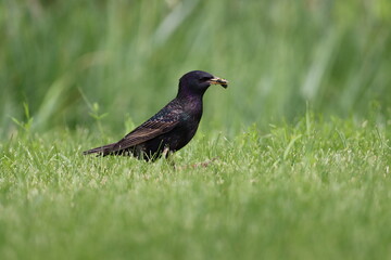 European starling with an insect in its beak