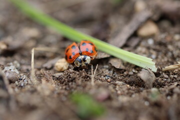 An Asian lady beetle in the garden