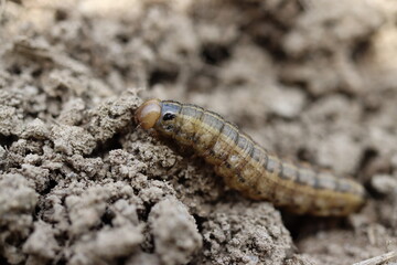 A bronzed cutworm crawling on dirt