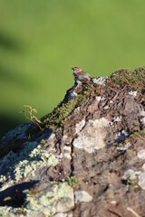 A little chipping sparrow sitting on big rocks