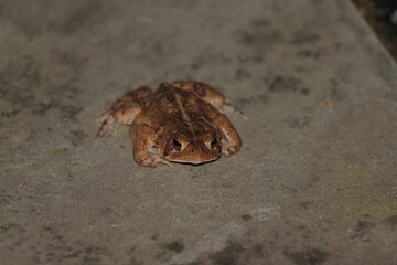 A North American toad sitting on a stone path