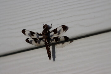 A common whitetail dragonfly resting on the siding of a house in Northern Westchester County, New York
